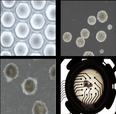 코아스템켐온, 동물실험 대체 오가노이드 등 플랫폼 도입…‘초기 주도권’ 확보